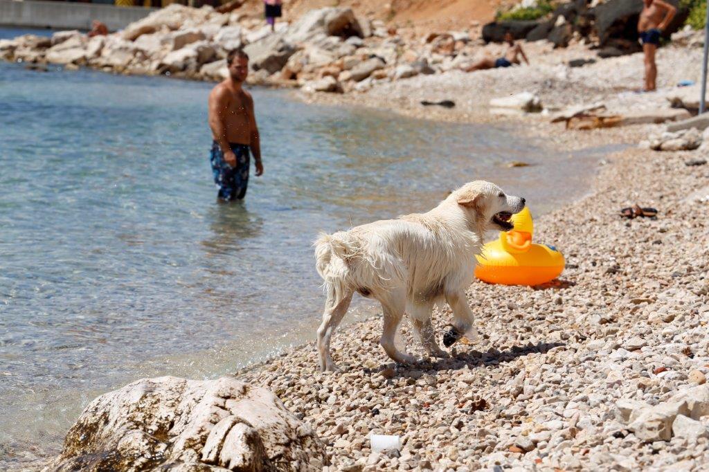 Na putu s kućnim ljubimcem