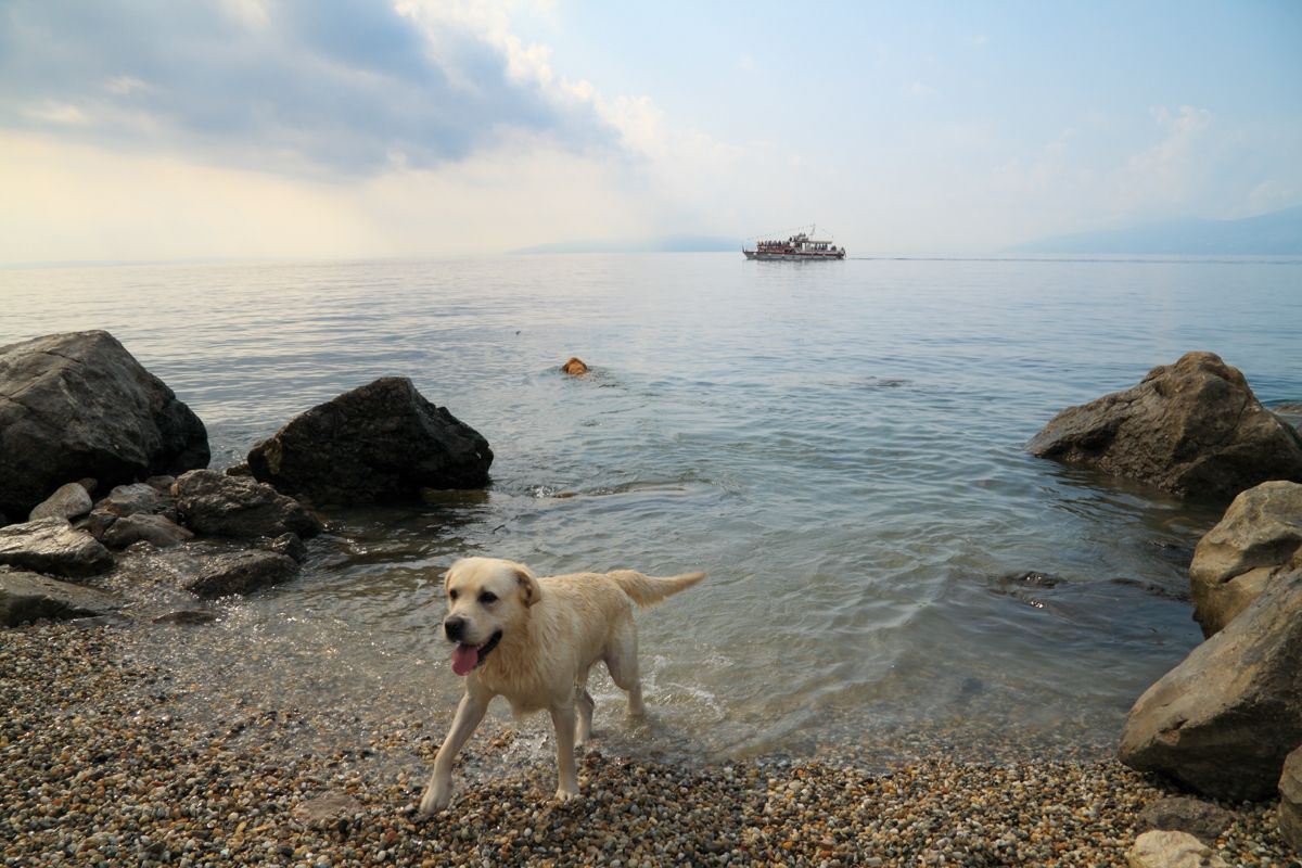 …s kućnim ljubimcem!