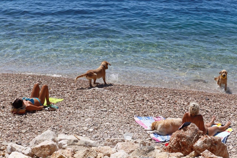 Plaža za pse Brajdica