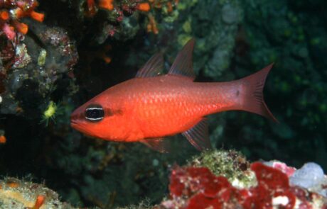 Apogon imberbis (Linnaeus,1758)-AutorApogon imberbis (Linnaeus,1758)-Autor R. A. Patzner